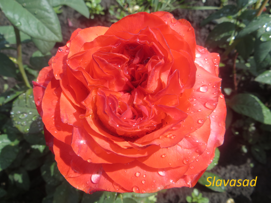 Coral Reeva (Корал Ріва) (Мультифлора)
