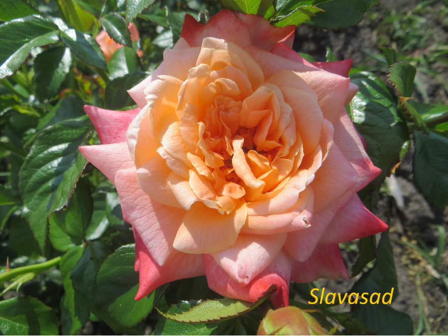 Samaritan (Самарітан) (Мультифлора)