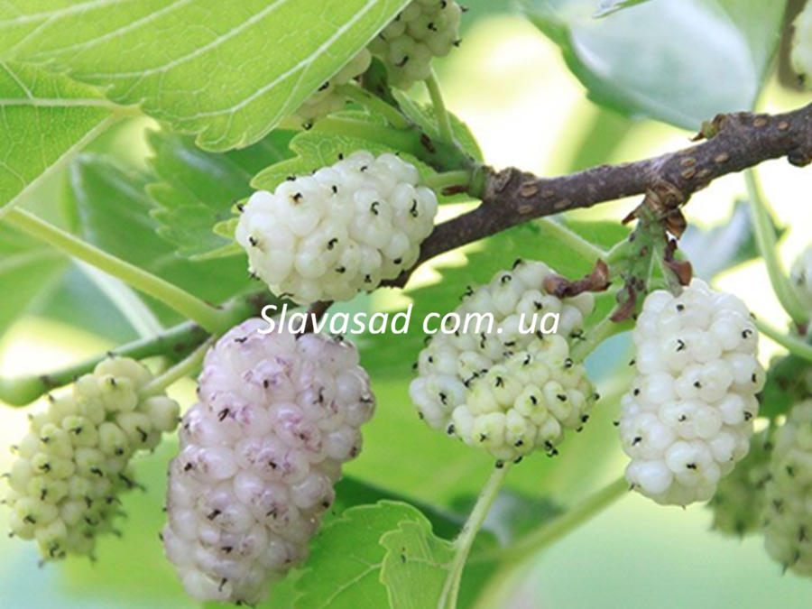 Світ Лавендер (Sweet Lavender) (шовковиця)