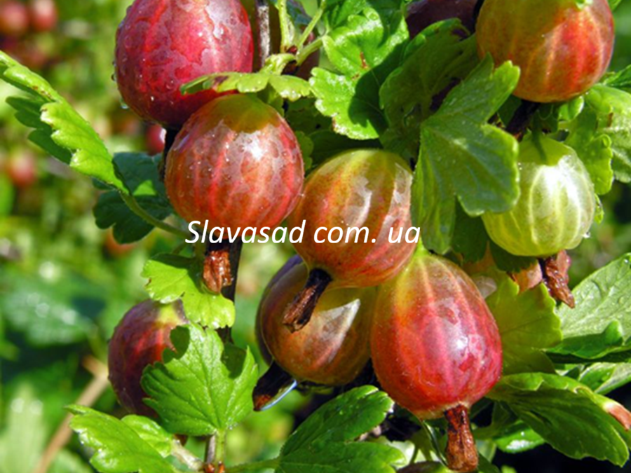 Тіксія (Tixia) (к/с)