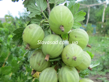 Безколючковий (к/с)