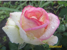 Boréale (Бореале) (Мультифлора)