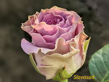 Byzantia (Візантія) (Мультифлора)