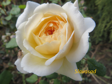 Crocus Rose (Крокус Роуз) (Мультифлора)