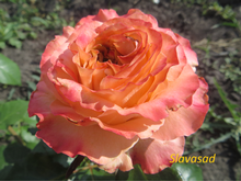 Princess Crown (Принцесс Краун) (Мультифлора)