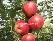 Дміана (ММ-106)