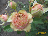  Eden Romantica (Еден Романтика) (Мультифлора)