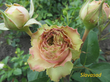  Eden Romantica (Еден Романтика) (Мультифлора)