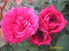 Freifrau Caroline (Фрейфрау Кароліна) (Мультифлора)