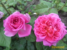 Gabriel Oak (Габріель Оук) (Мультифлора)