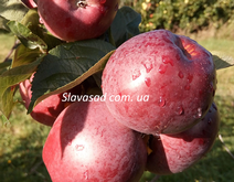 Лілея (мм-106)