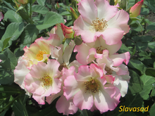 Liola ( Ліола) (Мультифлора)