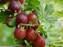 Лондон (London) (к/с)