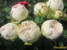 Mansfield Park (Менсфілд Парк) (Мультифлора)
