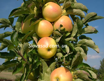 Орін (Orin) (мм-106)