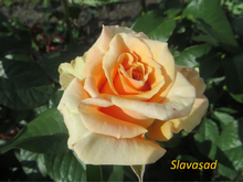 Phoenix (Фенікс) (Мультифлора)