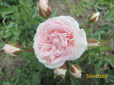  Bela Linda Pink (Бела Лінда Пінк) (Мультифлора)