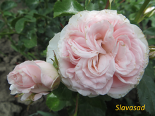 Bela Linda Pink (Бела Лінда Пінк) (Мультифлора)