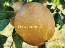 Ренуар (Renoir) (ММ-106)