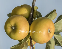 Соларіс (Solaris) (ММ-106)