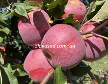 Соломія (ММ-106)