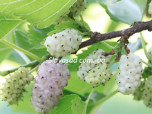 Світ Лавендер (Sweet Lavender) (шовковиця)