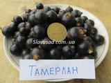  Тамерлан (к/с)