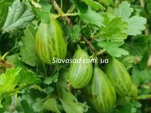 Телеграф (к/с)