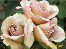 Vintage (Вінтаж) (Мультифлора)