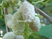 Мітрідат Євпатор (шовковиця)