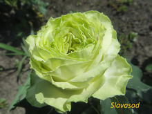 Wakana (Вакана) (Мультифлора)