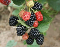 Блек Джем (Black Gem) (к/с)