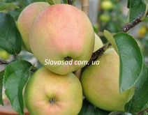 Злато (ММ-106)