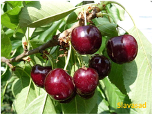 Саммит (моголебка)
