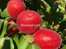 Болеро (Bolero) (жердель)