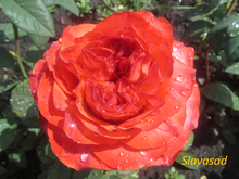 Coral Reeva (Корал Ріва) (Мультифлора)