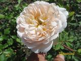  Crocus Rose (Крокус Роуз) (Мультифлора)