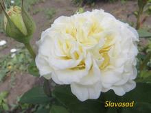 White Ashley (Вайт Ешлі) (Мультифлора)