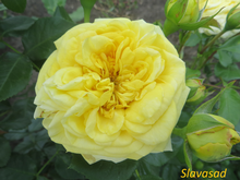 Lemon Pompom (Лимон Помпон) (Мультифлора)