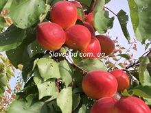 Лідо (Lido) (жердель)