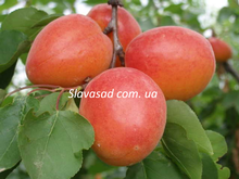 Майя Кот (Maya Cot) (бест-3)