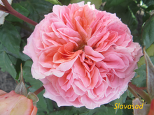 Mary Ann (Мері Енн) (Мультифлора)
