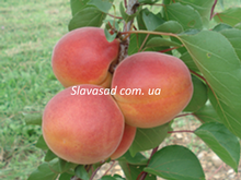 Перле Кот (Perle Cot) (жердель)