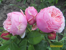 Silvery Pink  (Сільвер Пінк) (Мультифлора)