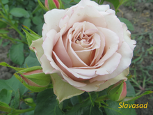 Silver Plate (Сільвер Плейт) (Мультифлора)