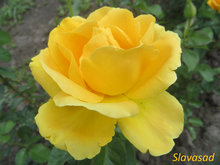 Yellow Island (Жовтий Острів) (Мультифлора)